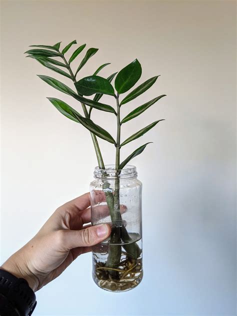 How To Grow The Zz Plant at Joshua Mayes blog
