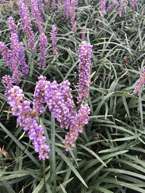 Liriope Muscari Moneymaker XL- Leliegras | 3 liter pot - Groendecor ...