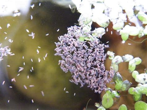 Image result for Purple Spring Tails