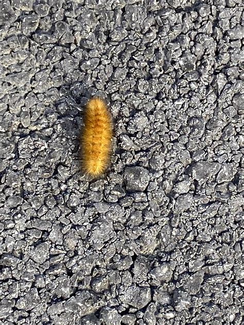 Chicago suburbs, saw this critter crawling on my walk : r/whatsthisbug