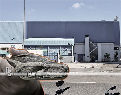 Image result for Chai or Python in Oneshor