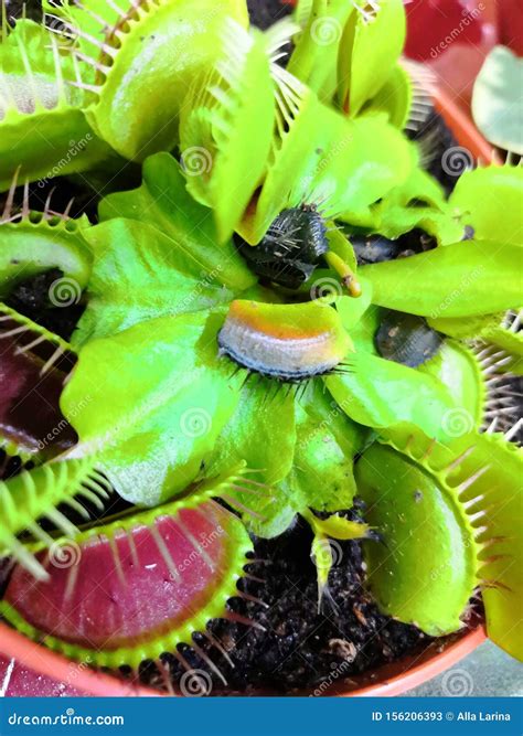 Predators Of Venus Fly Trap