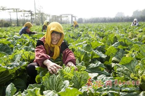 金字招牌！“胶州大白菜”五个字价值超13亿元_17城_山东新闻_新闻_齐鲁网