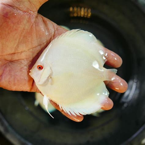 Image result for Discus Albinos