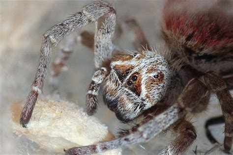 Spider Eating Insect