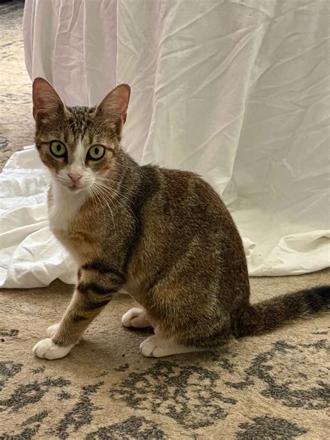 Cat adoption in Buford, GA 30518: Calico / Tabby / Mixed (short coat ...