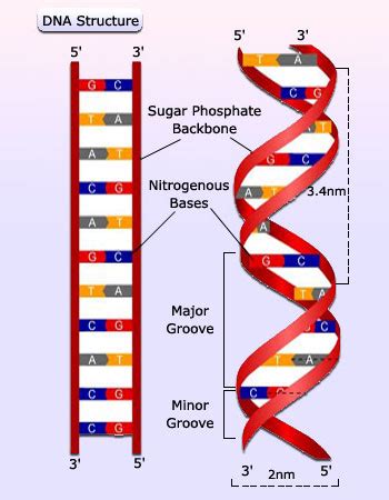 Image result for DNA Microarray Device
