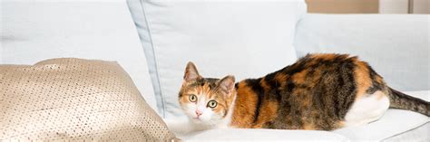 Cats and Collars - FOUR PAWS International - Animal Welfare Organisation