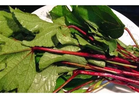 Red Gongura seeds – Santhi Online Plants