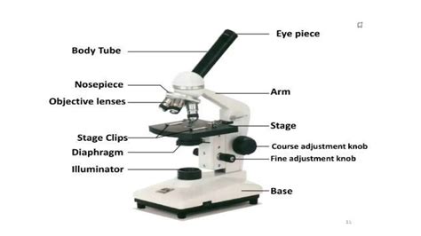 Compound Microscope Lab 的图像结果