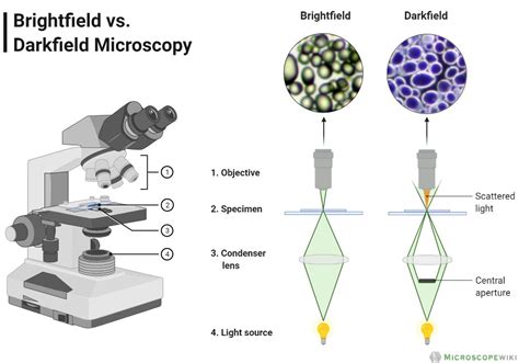 Image result for Compound Brightfield Microscope