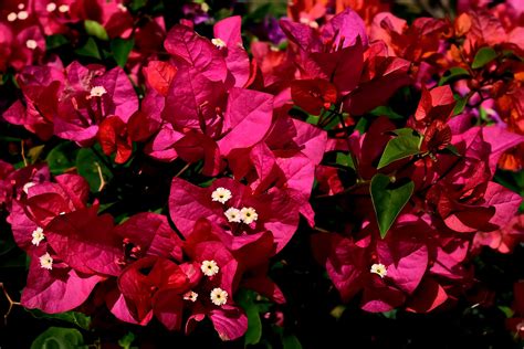 Bougainvillea Flowers: Planting, Growing, and Caring for Bougainvilleas