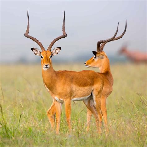 12 Antelope Species found in Uganda (2026) - Bird Watching HQ