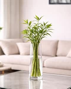 Buy Homesake® Glass Vase for Plants Flowers (Transparent, 29 cm X 8 cm ...