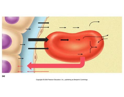 Gas exchange is the only function of blood.Group of answer choicesTrueFalse