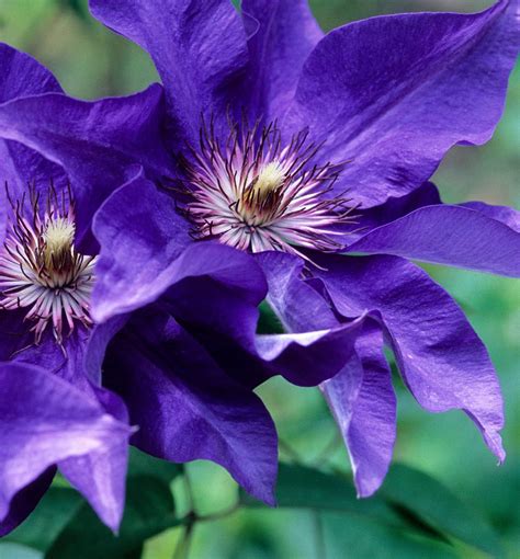 Amazon.com : Clematis The President - Live Plant in a 4 Inch Growers ...