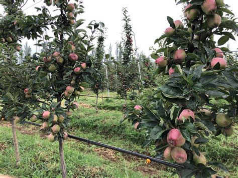 Jain Irrigation Systems | Shop Online | JISL Sprinklers & Drip Kits