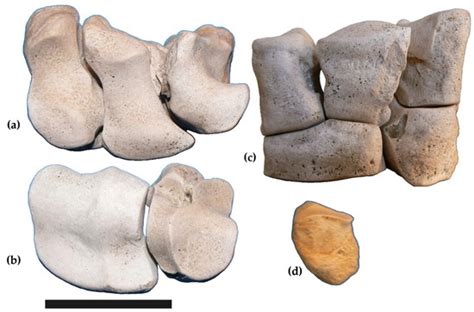 Samotherium boissieri from the Late Miocene of Southern Italy