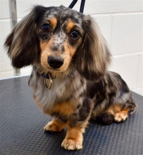 Henry - Long Haired Miniature Dachshund | Dapple dachshund, Dachshund ...