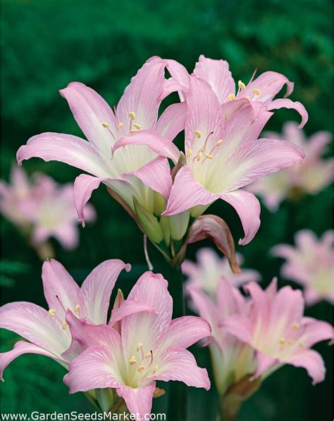 Amaryllis belladonna, Belladonnalilie, Echte Amaryllis – Garden Seeds ...