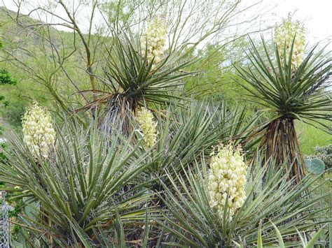 Yucca Moth Desert