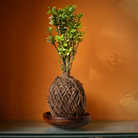 Kokedama Moss Ball - Microphylla Variegatus - Gabbar Farms