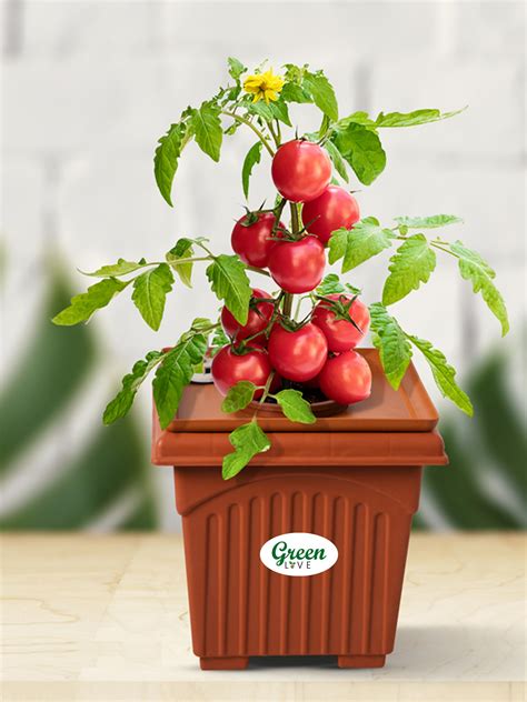 Green Live Hydroponic Planter Tomato Kit Home Garden, Small Balconies ...