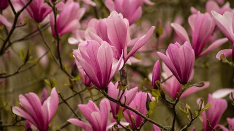 Closeup Pink Magnolias Flowers Petals Plants Blur Background 4K HD ...