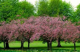 Image result for Nature Pictures of Early Spring
