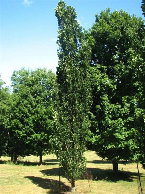 Quercus robur 'Wandell' Attention!® - Attention!® English oak | The ...