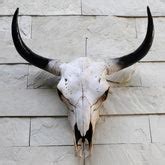 Animal Head for Wall | Animal head Wall Decor | Kilmori – kilmori