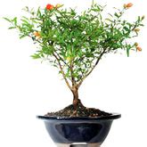 Buy Bonsai Plants and Trees Online | Bonsai Tree for Sale!