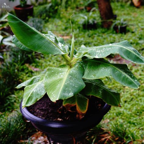 How to Start Banana Tree 的图像结果