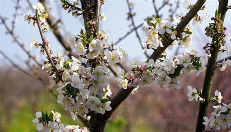 Flowering Plum Tree 的图像结果