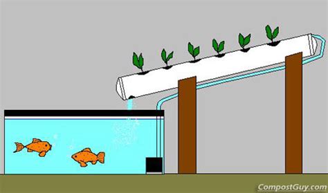 Aquaponic sistemler (Sebze - Balık İşbirllikteliği) - agaclar.net