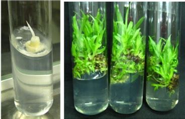 Micropropagation of Pineapple – Bhabha Atomic Research Centre ( BARC )