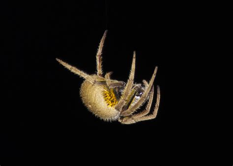Eriophora ravilla (Tropical Orb-weaver) in Saint Petersburg, Florida ...