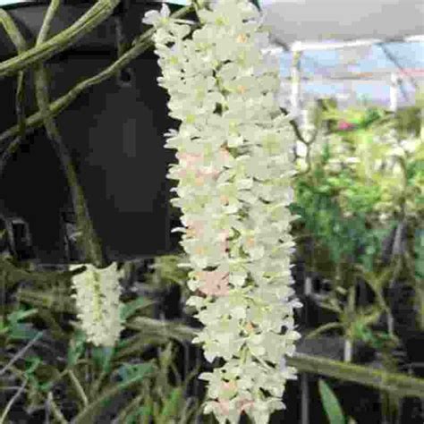 Aerides rosea fma. alba sp. – EXOTICA ORCHIDS