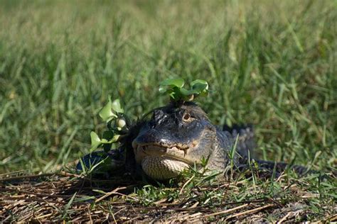 Fisheating Creek Outpost (Palmdale) - 2022 What to Know Before You Go ...