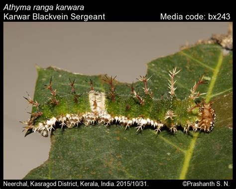 Athyma ranga | Butterfly