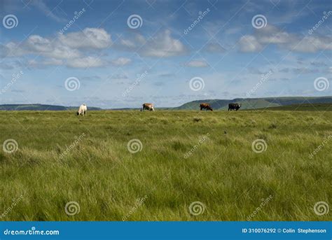 The Wild Coast, Grasslands and African Veld Grazing Fields for Nguni ...