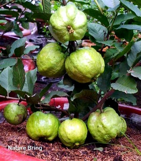 Image result for Planting Guava Tree