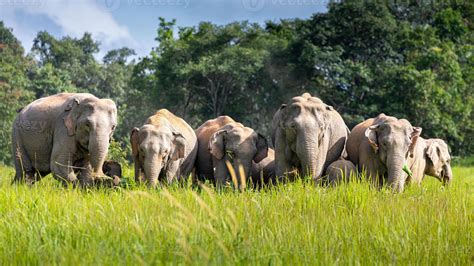 Families In The Wild Elephant - family of elephants
