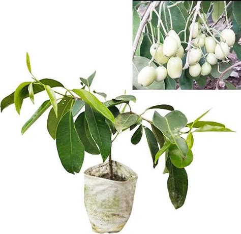 Mphmi Live Plant Nursery NCR Plants Jamun Plant Tree, Syzygium cumini ...