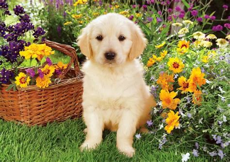 Image result for Springtime Animals