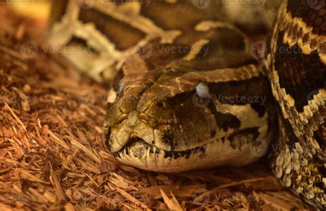 Burmese Python 的图像结果