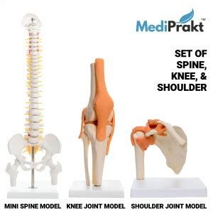 MediPrakt | JOINT MODEL COMBO - 3 | Set of SHOULDER, KNEE JOINT & MINI ...