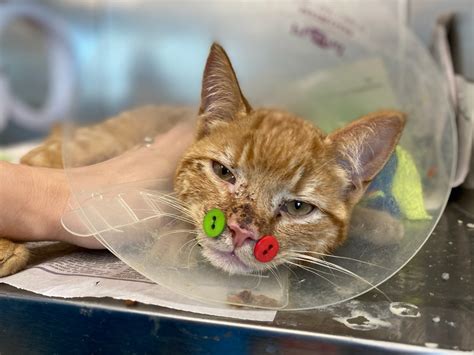 MSPCA-Angell uses buttons to help kitten heal after dog attack ...