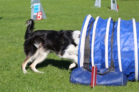 Image result for Agility Training for Dogs