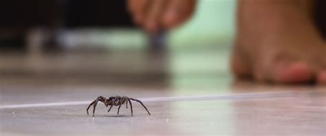 Brown Recluse vs House Spider